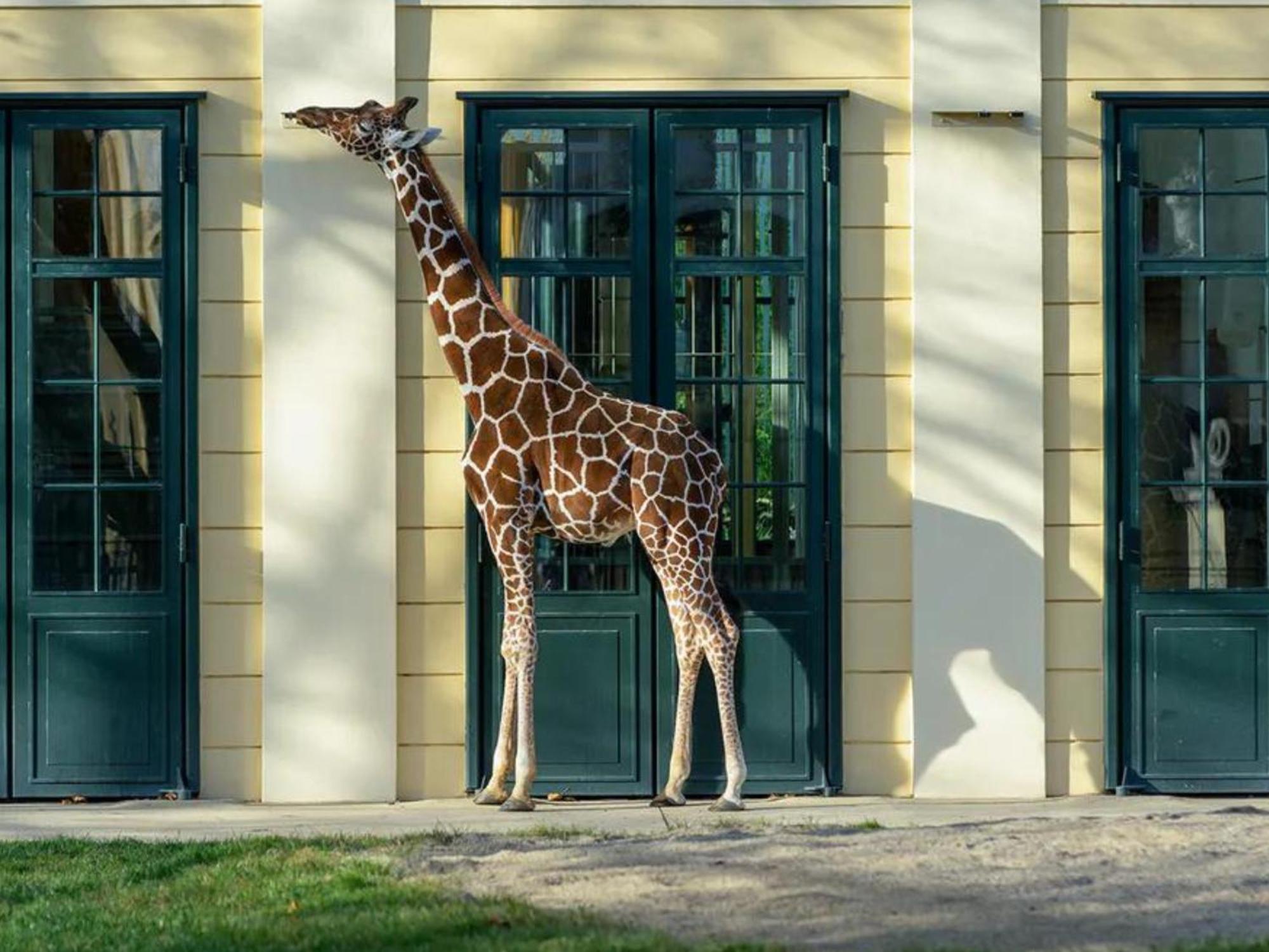 Kaiser Lodge - Rooftop Pool & Underground Car Park By Alpenluxus Appartements Vienne Extérieur photo